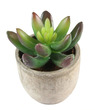 Artificial Succulent Plant with Pot 8cm 