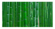 Bamboo Forest Poster Background  for Aquarium Terrarium Vivarium