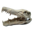 Crocodile Skull 23cm