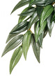 Exo Terra Forest Silk Plant Ruscus Medium