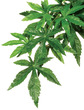 Exo Terra Forest Silk Plant Abuliton Medium 50cm