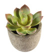 Artificial Succulent Plant with Pot 7cm 