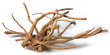 Gold Vine Spider Wood Medium