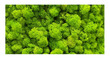 Moss Wall Poster Background  for Aquarium Terrarium Vivarium