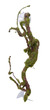 Nature Vine with Moss Lichen and Ferns 45cm