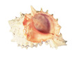 Sea Shell Murex Pink Deluxe Medium