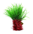 Ruffle Lace Plant in Flower 25cm