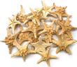 Horned Starfish Natural Medium