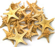 Horned Starfish Natural XL