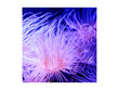 Anemone Poster Background  for Aquarium Terrarium Vivarium