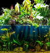 Aquarium Plant Topper Plant Pack Quantity of 6